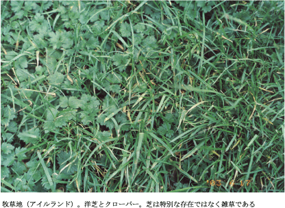 牧草地（アイルランド）。洋芝とクローバー。芝は特別な存在ではなく雑草である